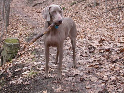 https://images.dog.ceo/breeds/weimaraner/n02092339_748.jpg