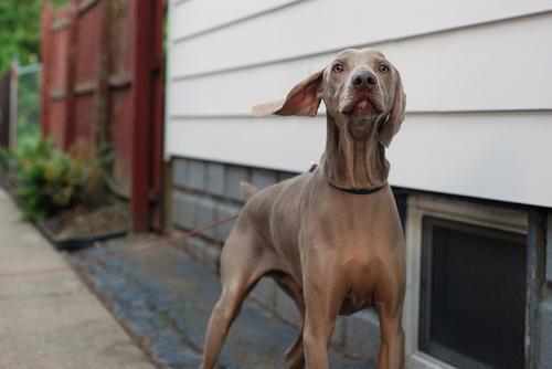 https://images.dog.ceo/breeds/weimaraner/n02092339_7491.jpg