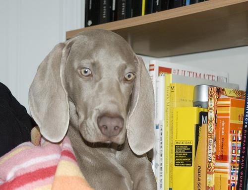 https://images.dog.ceo/breeds/weimaraner/n02092339_7499.jpg