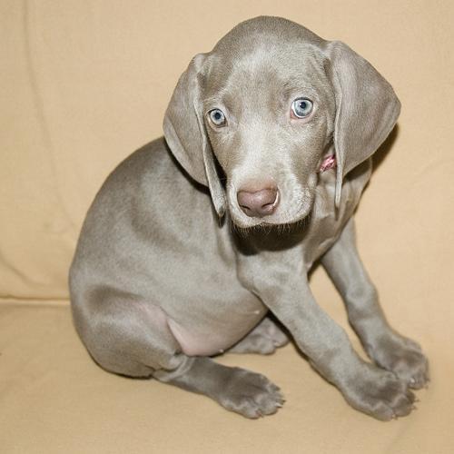 https://images.dog.ceo/breeds/weimaraner/n02092339_75.jpg