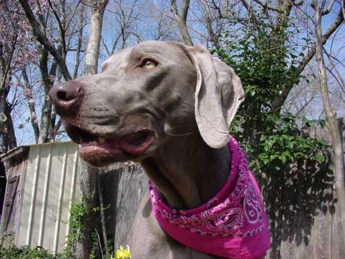 https://images.dog.ceo/breeds/weimaraner/n02092339_750.jpg