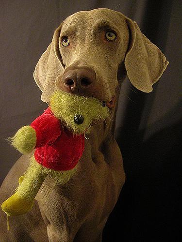 https://images.dog.ceo/breeds/weimaraner/n02092339_7500.jpg