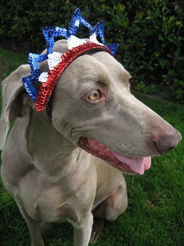 https://images.dog.ceo/breeds/weimaraner/n02092339_7596.jpg