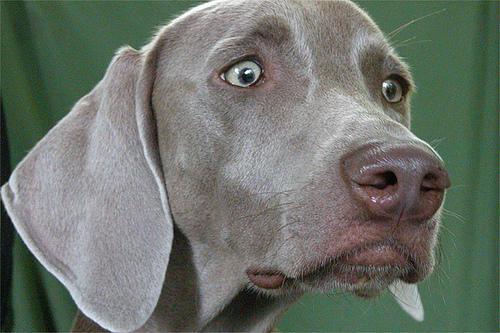 https://images.dog.ceo/breeds/weimaraner/n02092339_7606.jpg