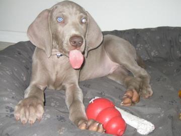 https://images.dog.ceo/breeds/weimaraner/n02092339_7614.jpg