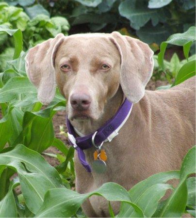 https://images.dog.ceo/breeds/weimaraner/n02092339_7792.jpg