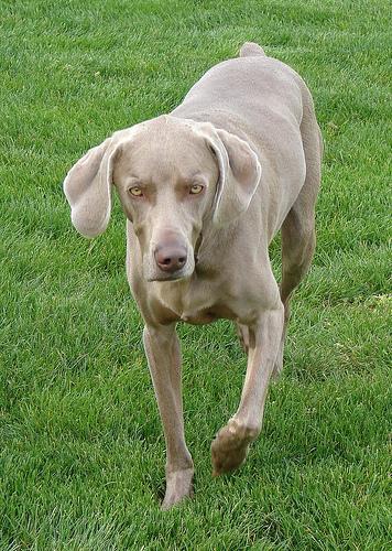 https://images.dog.ceo/breeds/weimaraner/n02092339_7812.jpg