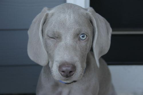 https://images.dog.ceo/breeds/weimaraner/n02092339_7816.jpg