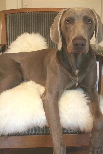 https://images.dog.ceo/breeds/weimaraner/n02092339_7918.jpg