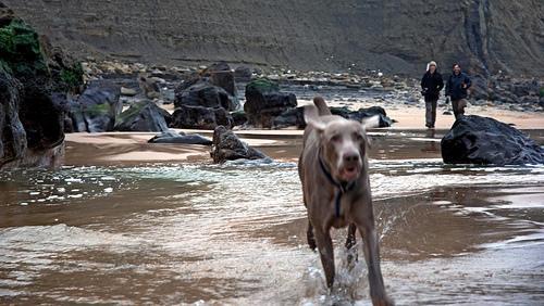 https://images.dog.ceo/breeds/weimaraner/n02092339_792.jpg