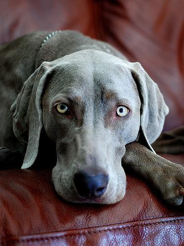 https://images.dog.ceo/breeds/weimaraner/n02092339_7959.jpg