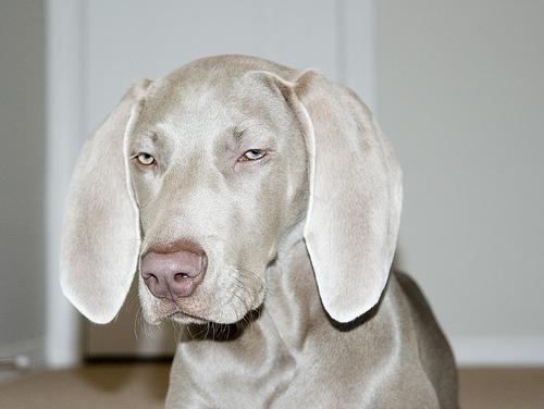 https://images.dog.ceo/breeds/weimaraner/n02092339_8024.jpg