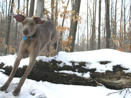 https://images.dog.ceo/breeds/weimaraner/n02092339_8029.jpg