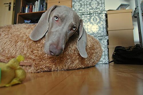 https://images.dog.ceo/breeds/weimaraner/n02092339_821.jpg