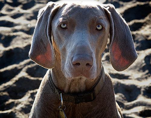 https://images.dog.ceo/breeds/weimaraner/n02092339_928.jpg