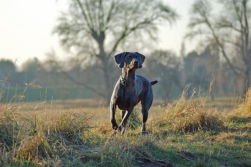 https://images.dog.ceo/breeds/weimaraner/n02092339_93.jpg