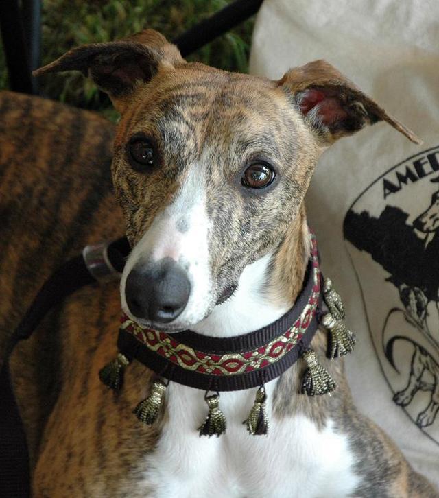 https://images.dog.ceo/breeds/whippet/n02091134_10107.jpg