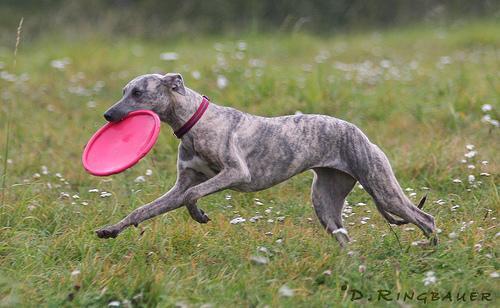 https://images.dog.ceo/breeds/whippet/n02091134_10242.jpg