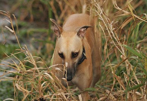 https://images.dog.ceo/breeds/whippet/n02091134_10548.jpg