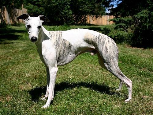 https://images.dog.ceo/breeds/whippet/n02091134_10618.jpg