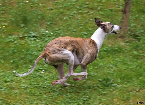 https://images.dog.ceo/breeds/whippet/n02091134_1129.jpg