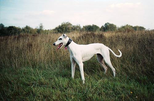 https://images.dog.ceo/breeds/whippet/n02091134_11307.jpg