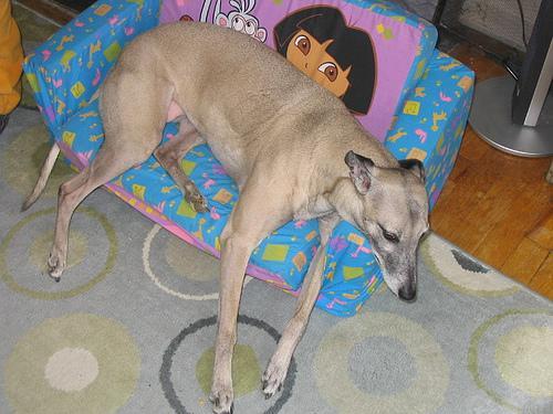 https://images.dog.ceo/breeds/whippet/n02091134_11775.jpg