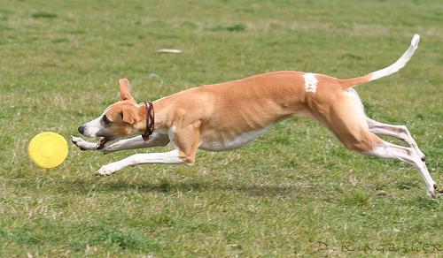 https://images.dog.ceo/breeds/whippet/n02091134_12142.jpg