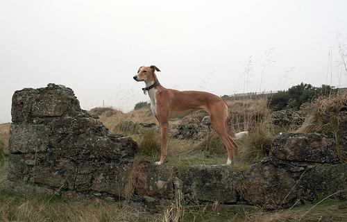 https://images.dog.ceo/breeds/whippet/n02091134_12318.jpg