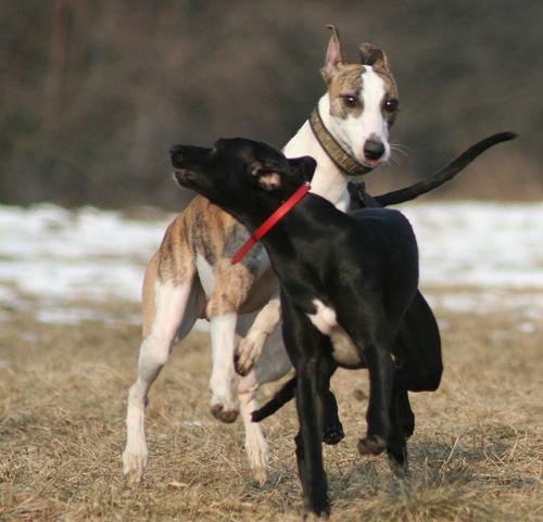 https://images.dog.ceo/breeds/whippet/n02091134_12358.jpg