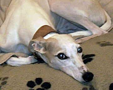 https://images.dog.ceo/breeds/whippet/n02091134_1268.jpg