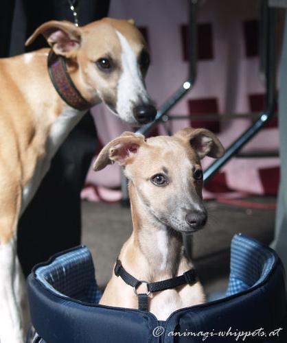 https://images.dog.ceo/breeds/whippet/n02091134_12732.jpg