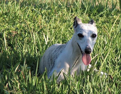 https://images.dog.ceo/breeds/whippet/n02091134_12827.jpg