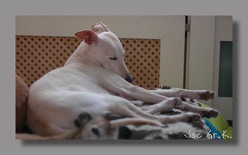 https://images.dog.ceo/breeds/whippet/n02091134_13334.jpg