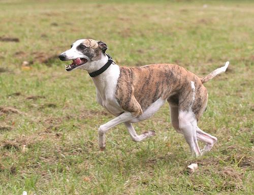 https://images.dog.ceo/breeds/whippet/n02091134_13348.jpg