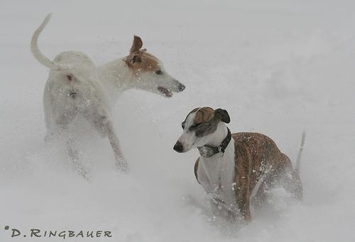 https://images.dog.ceo/breeds/whippet/n02091134_13356.jpg