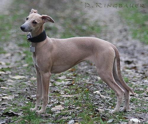 https://images.dog.ceo/breeds/whippet/n02091134_13376.jpg