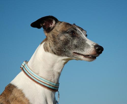 https://images.dog.ceo/breeds/whippet/n02091134_13401.jpg