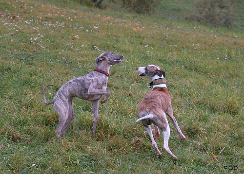 https://images.dog.ceo/breeds/whippet/n02091134_13879.jpg