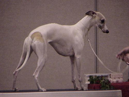 https://images.dog.ceo/breeds/whippet/n02091134_14002.jpg