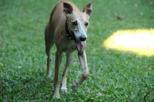 https://images.dog.ceo/breeds/whippet/n02091134_14090.jpg