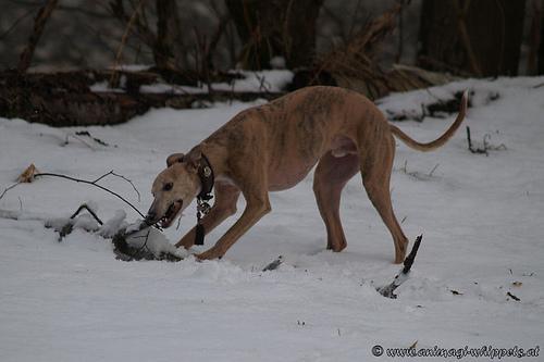 https://images.dog.ceo/breeds/whippet/n02091134_14094.jpg