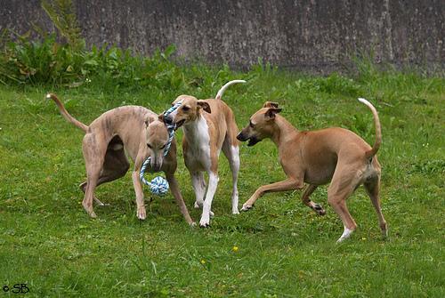 https://images.dog.ceo/breeds/whippet/n02091134_14209.jpg