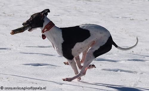 https://images.dog.ceo/breeds/whippet/n02091134_14465.jpg