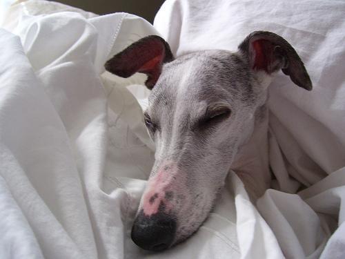 https://images.dog.ceo/breeds/whippet/n02091134_145.jpg