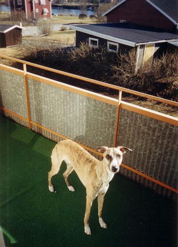 https://images.dog.ceo/breeds/whippet/n02091134_14506.jpg