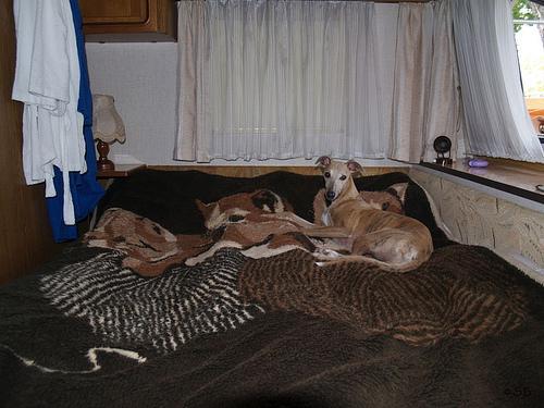 https://images.dog.ceo/breeds/whippet/n02091134_14646.jpg