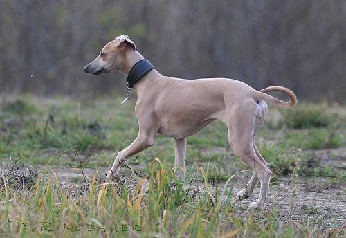 https://images.dog.ceo/breeds/whippet/n02091134_14828.jpg