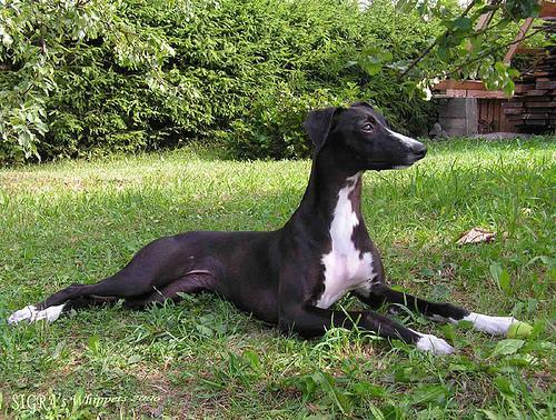 https://images.dog.ceo/breeds/whippet/n02091134_15038.jpg