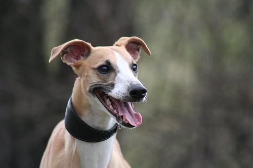 https://images.dog.ceo/breeds/whippet/n02091134_15251.jpg